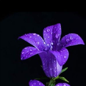 Meet your Posher, Eileen